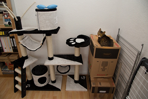Cat-logic11__605