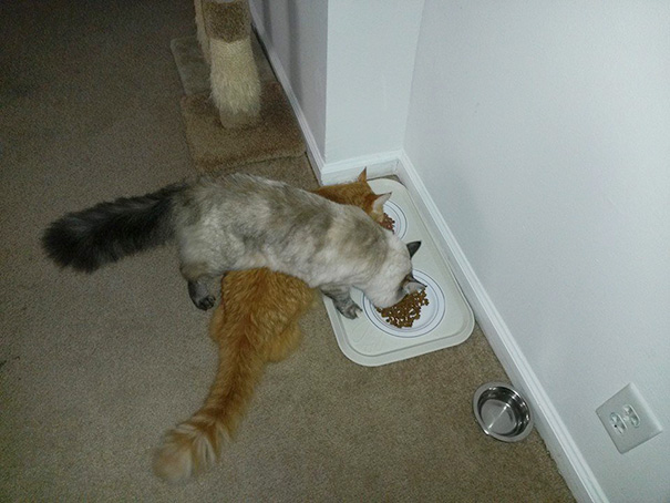Cat-logic12__605