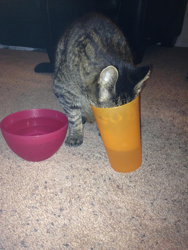 Cat-logic14__605