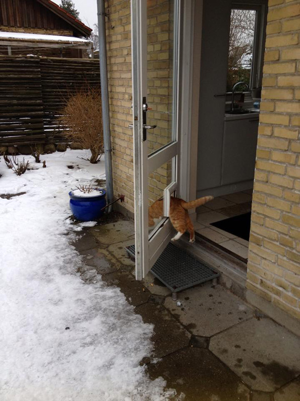 Cat-logic18__605