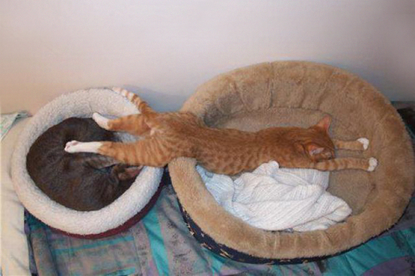 Cat-logic__605
