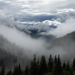 forest-438388_1280