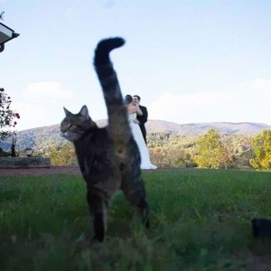 funny-animal-photobombs-17__880