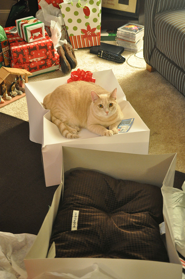 funny-cat-logic-41__605