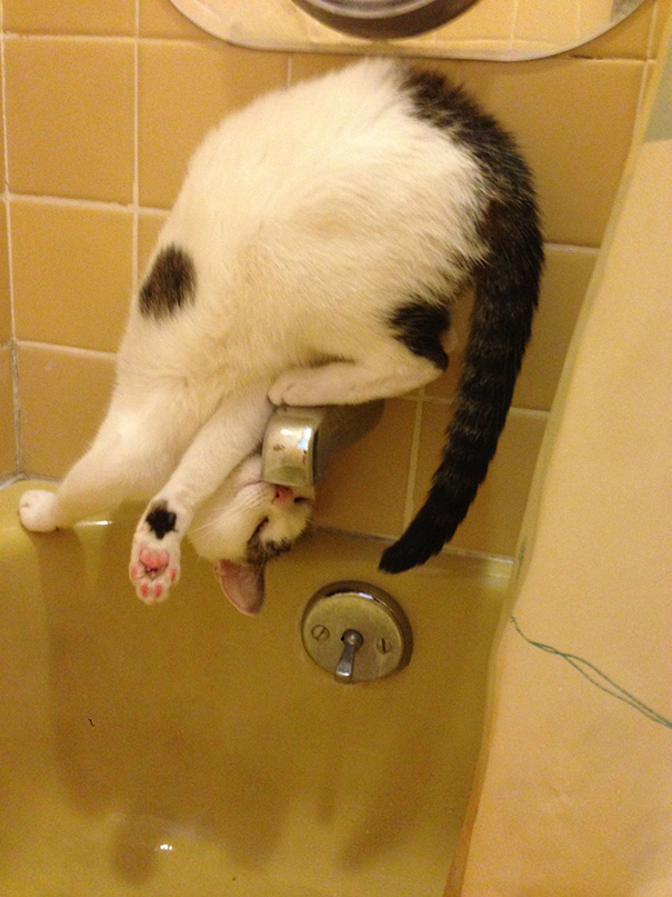 funny-cat-logic-43__605