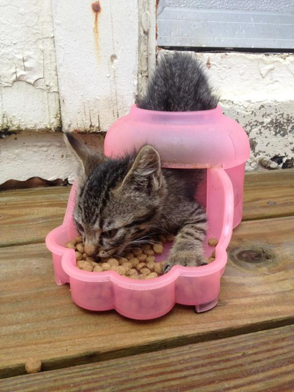 funny-cat-logic-45__605