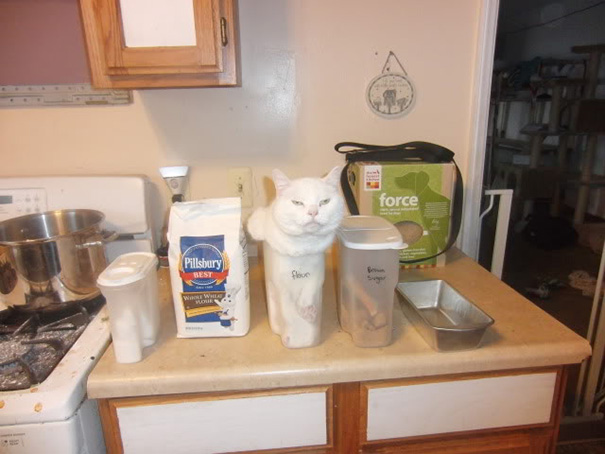 funny-cat-logic-52__605