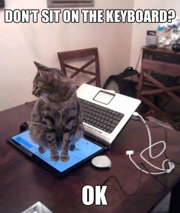 funny-cat-logic-6__605