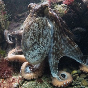 octopus-428745_640