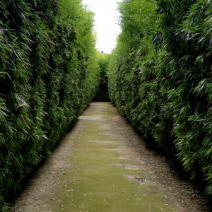the-biggest-labyrinth-in-the-world-is-in-parma-italy-04