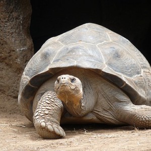 turtle-177661_640